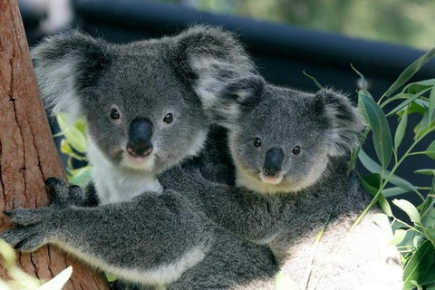Sydney Harbour Ferry With Taronga Zoo Entry Ticket - Book Restaurant 3