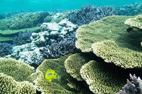 Abrolhos Islands Scenic Flight & Snorkel Adventure From Perth - Book Restaurant 4