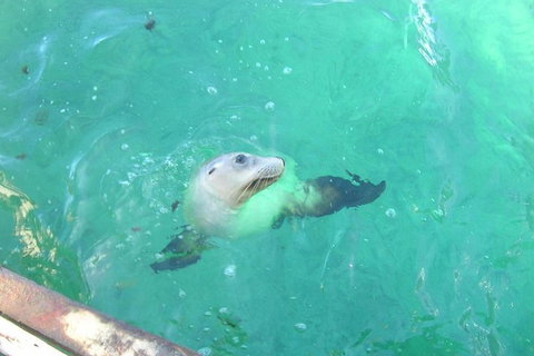 Abrolhos Islands Scenic Flight & Snorkel Adventure From Perth - Book Restaurant 5