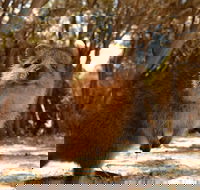 Pinnacles  Rottnest Island Scenic Air  Ground Tour - Book Restaurant