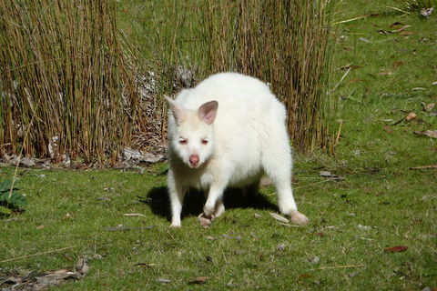 7-Day Super Value Tour Of Tasmania: Explore Tasmania's West And East Coasts - Book Restaurant 1