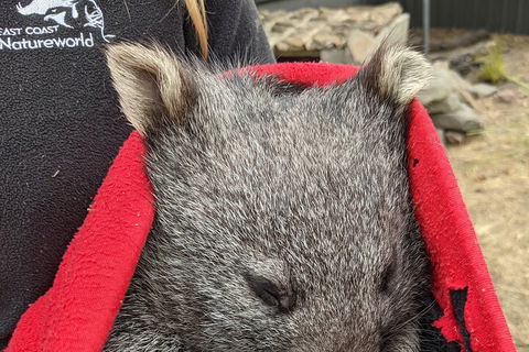 2-Day Tas East Coast Escape Tour Including Bay Of Fires, Wineglass Bay & Devils - Book Restaurant 3