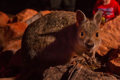 Alice Springs Desert Park Nocturnal Tour - Book Restaurant 3