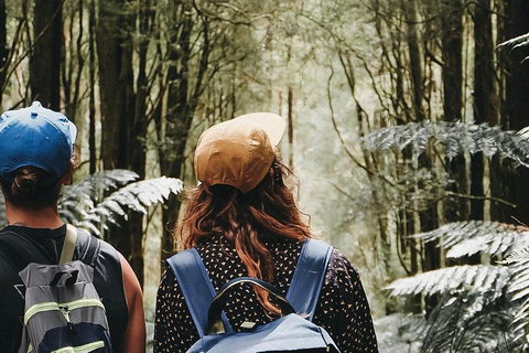 Small Group - 12 Apostles, Otways & Great Ocean Road Day Tour From Melbourne - Book Restaurant 3