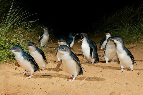 Small Group - Phillip Island Hike & Penguin Parade Day Tour From Melbourne - Book Restaurant 1