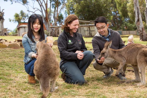 Bonorong Wildlife Park And Richmond Afternoon Tour From Hobart - Book Restaurant 1