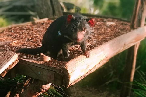 Bonorong Wildlife Park And Richmond Afternoon Tour From Hobart - Book Restaurant 4