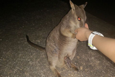 Private Tour To Paronella Park, Historic Village Herberton And Wild Life Wallaby - Book Restaurant 0