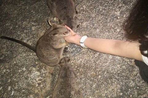 Private Tour To Paronella Park, Historic Village Herberton And Wild Life Wallaby - Book Restaurant 4