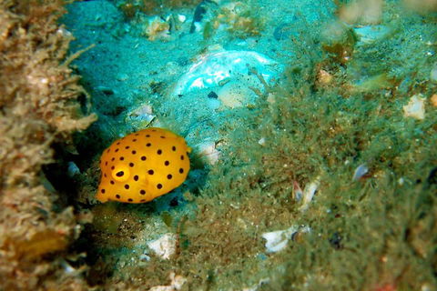 Wave Break Island Scuba Diving On The Gold Coast - Book Restaurant 3