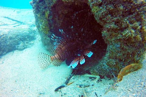 Wave Break Island Scuba Diving On The Gold Coast - Book Restaurant 5