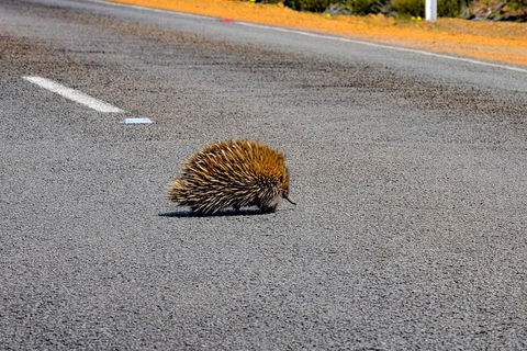 Kangaroo Island Luxury Small Group 'Flinders Chase Focus' Full Day Tour - Book Restaurant 3