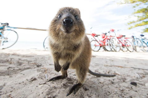 Rottnest Island Round-Trip Ferry From Perth Or Fremantle - Book Restaurant 3