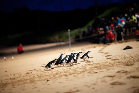 2-Day Great Ocean Road, Mornington Peninsula And Phillip Island Tour - Book Restaurant 1