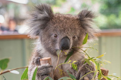 2-Day Great Ocean Road, Mornington Peninsula And Phillip Island Tour - Book Restaurant 2