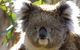 2-Day Great Ocean Road And Grampians Tour From Melbourne - thumb 3