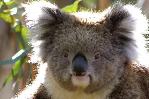 2-Day Great Ocean Road And Grampians Tour From Melbourne - Book Restaurant 3