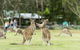 2-Day Great Ocean Road And Grampians Tour From Melbourne - thumb 4