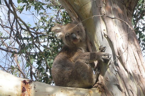 Small-Group Great Ocean Road Classic Day Tour From Melbourne - Book Restaurant 1