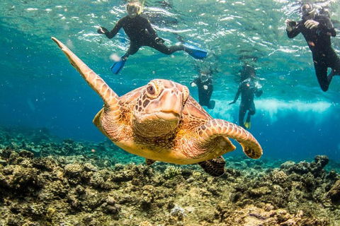 Great Barrier Reef Diving And Snorkeling Cruise From Cairns - Book Restaurant 3