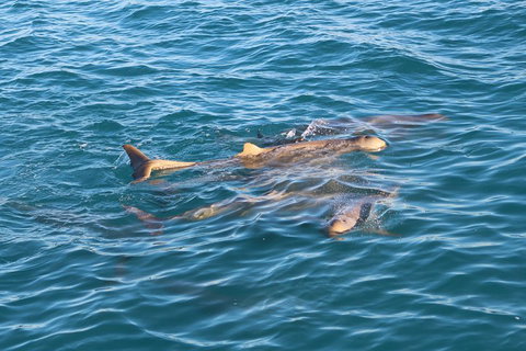 Roebuck Bay Snubfin Dolphin Cruise - Book Restaurant 0