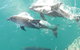 Roebuck Bay Snubfin Dolphin Cruise - thumb 2