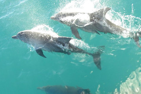 Roebuck Bay Snubfin Dolphin Cruise - Book Restaurant 2