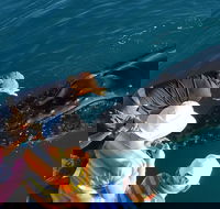 AOC Whale Watching from Broome - Book Restaurant