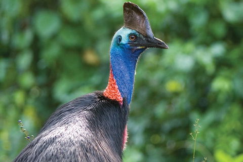 5 Day Australia Retreat: Queensland Daintree - Book Restaurant 3