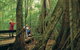 Full Day Small Group Luxury Tour To Tamborine Mountain - thumb 1