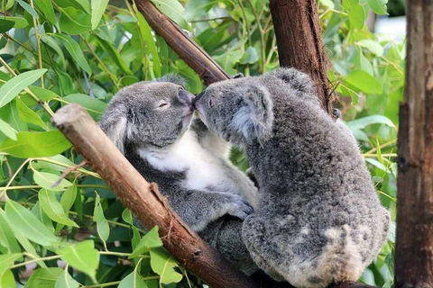 Classic Kuranda By Skyrail And Scenic Railway Including Rainforestation, Koala And Wildlife Park And Pamagirri Aboriginal Experi - Book Restaurant 3