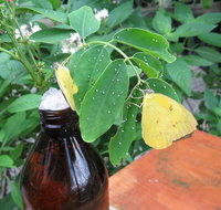 Australian Butterfly Sanctuary- Virtual Interactive Tour With Private Guide - Book Restaurant