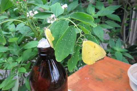 Australian Butterfly Sanctuary- Virtual Interactive Tour With Private Guide - Book Restaurant 0