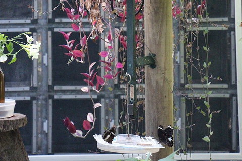 Australian Butterfly Sanctuary- Virtual Interactive Tour With Private Guide - Book Restaurant 1