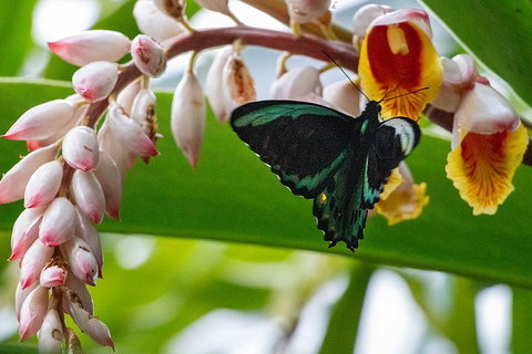 Australian Butterfly Sanctuary- Virtual Interactive Tour With Private Guide - Book Restaurant 2