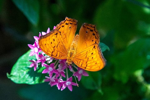 Australian Butterfly Sanctuary- Virtual Interactive Tour With Private Guide - Book Restaurant 3