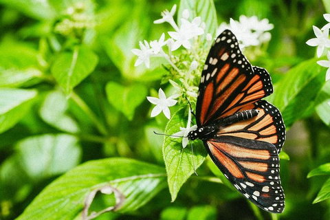 Australian Butterfly Sanctuary- Virtual Interactive Tour With Private Guide - Book Restaurant 4
