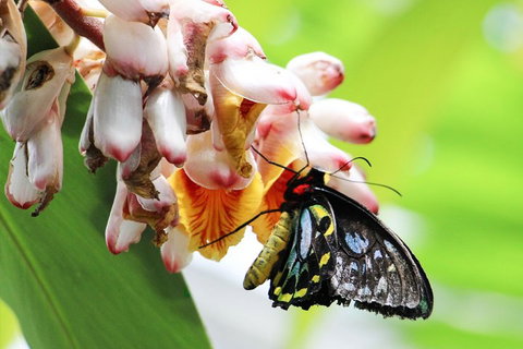 Australian Butterfly Sanctuary- Virtual Interactive Tour With Private Guide - Book Restaurant 5