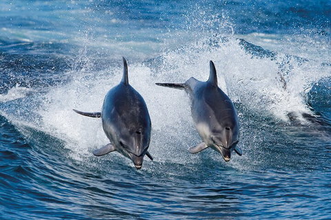 Full-Day Bruny Island Cruises Day Tour From Hobart - Book Restaurant 5