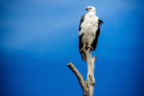 Kangaroo Island 75-Minute Ocean Safari - Book Restaurant 0