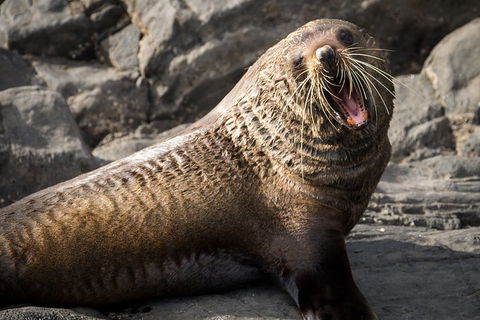 Kangaroo Island 75-Minute Ocean Safari - Book Restaurant 5