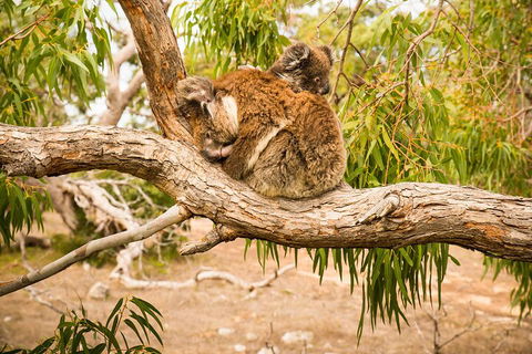 3 Day Port Lincoln And Coffin Bay Private Tour - Book Restaurant 5
