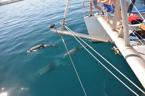 Dolphin Cruise From Adelaide With Optional Dolphin Swim - Book Restaurant 1