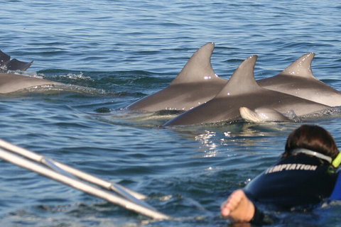 Dolphin Cruise From Adelaide With Optional Dolphin Swim - Book Restaurant 2