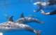 Dolphin Cruise From Adelaide With Optional Dolphin Swim - thumb 5