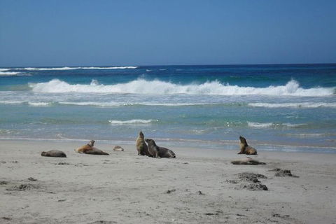 Kangaroo Island In A Day Tour From Adelaide - Book Restaurant 1