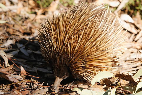 Kangaroo Island In A Day Tour From Adelaide - Book Restaurant 2