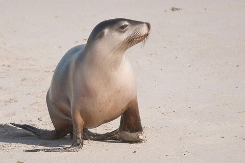2-Day Kangaroo Island 4WD Small-Group Tour From Adelaide - Book Restaurant 4