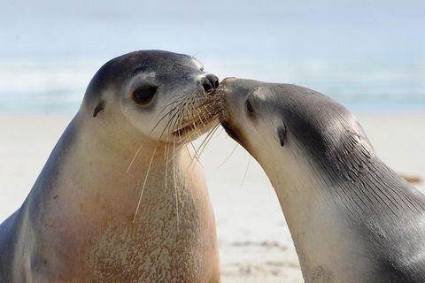 2 Day Ultimate Kangaroo Island With Return Ferry - Book Restaurant 2