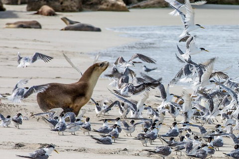 Full-Day Kangaroo Island Experience Departing From Kangaroo Island - Book Restaurant 1